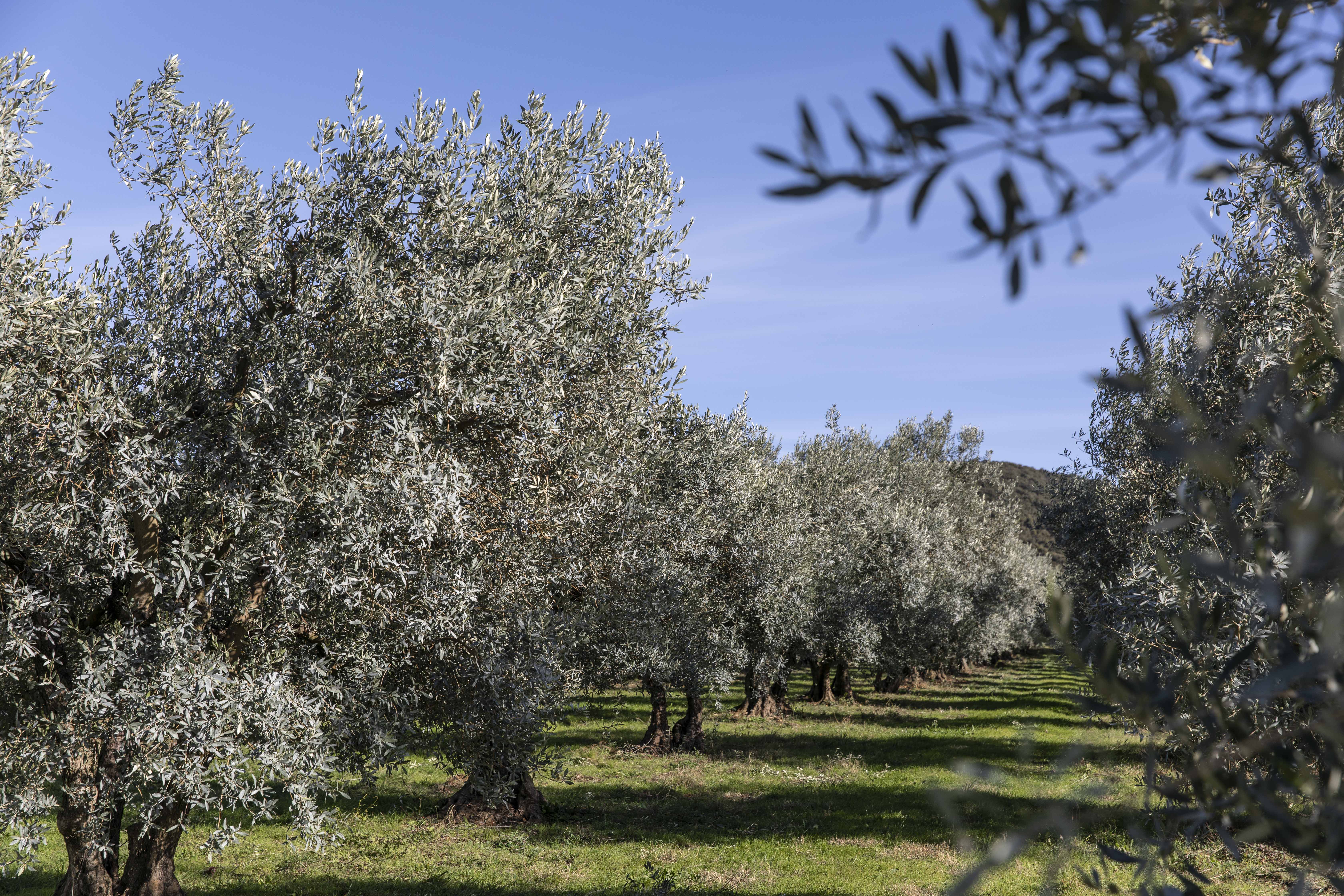 Coffret trilogie d'huiles d'olive
