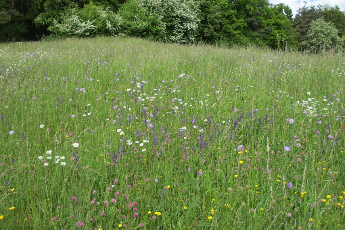 Foin de prairie naturelle bio