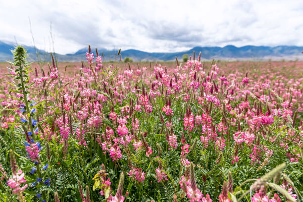 Sainfoin en fleur — légumineuse fourragère